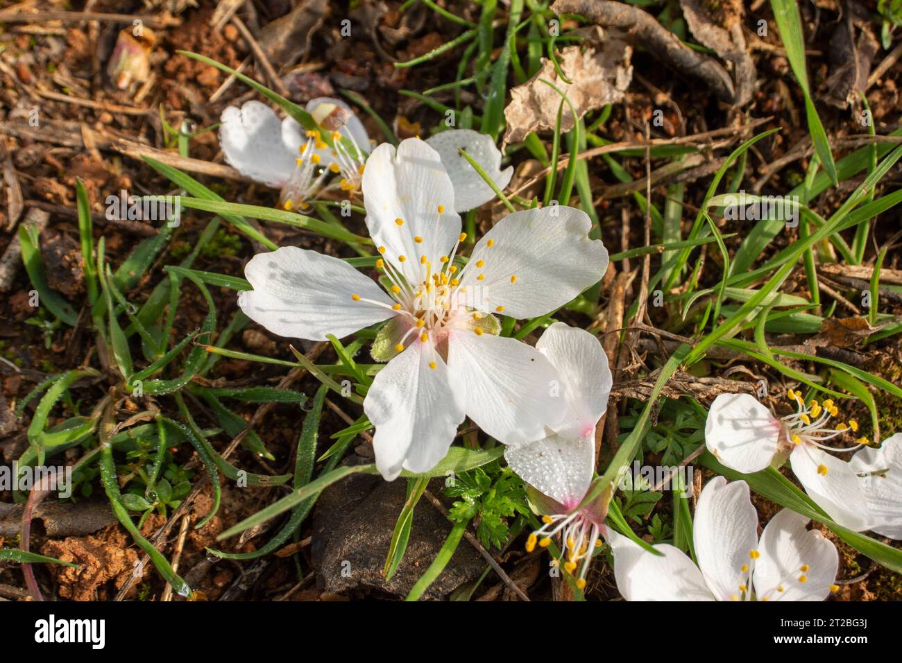 Flores de almendro, flores blancas Stockfoto
