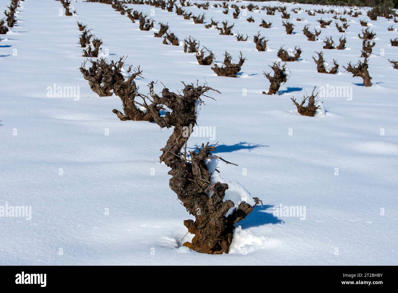 Verschneite spanische Weinberge im Winter Stockfoto