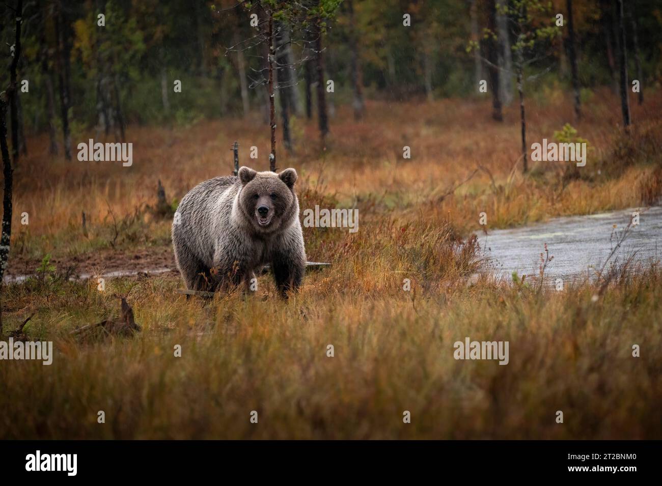 Braunbär (Ursus arctos) in Finnland - Kuhmo Stockfoto Braunbär (Ursus arctos) in Finnland - Kuhmo Stockfoto