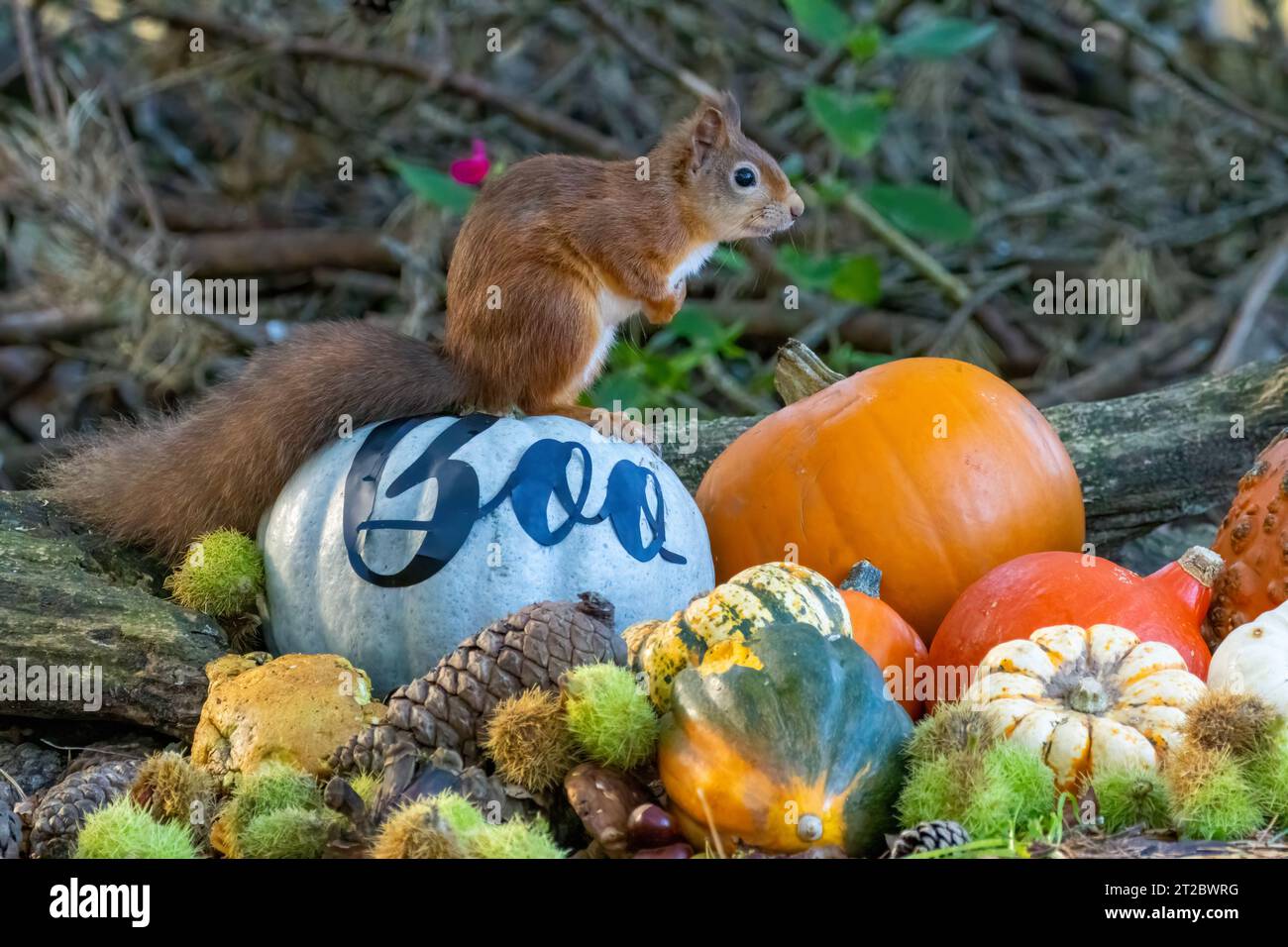 Entzückendes kleines schottisches rotes Eichhörnchen unter bunten Kürbissen im Oktober. Halloween-Kürbisse im Herbst in herbstlichen Farben. Stockfoto