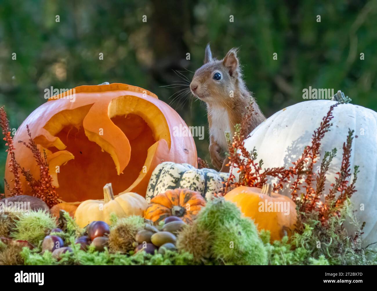 Entzückendes kleines schottisches rotes Eichhörnchen unter bunten Kürbissen im Oktober. Halloween-Kürbisse im Herbst in herbstlichen Farben. Stockfoto