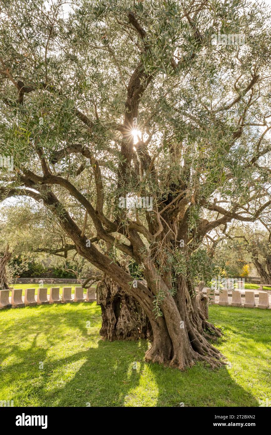 Stara maslina, alter Olivenbaum, Bar, in der Nhe von Ulcinji, Montenegro  Stockfotografie - Alamy