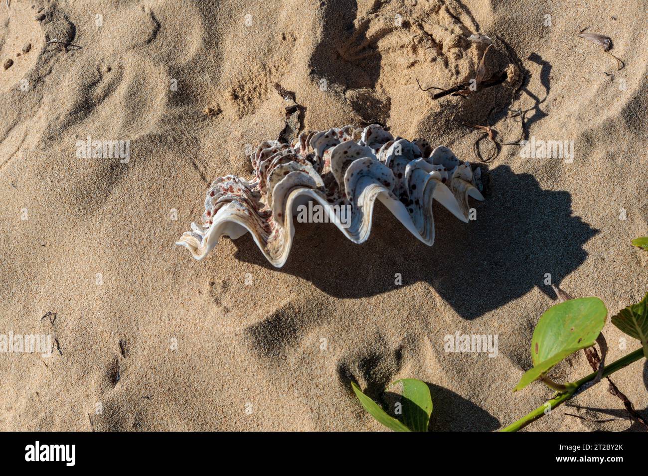 Große Muschel am Strand, Madagaskar Stockfoto
