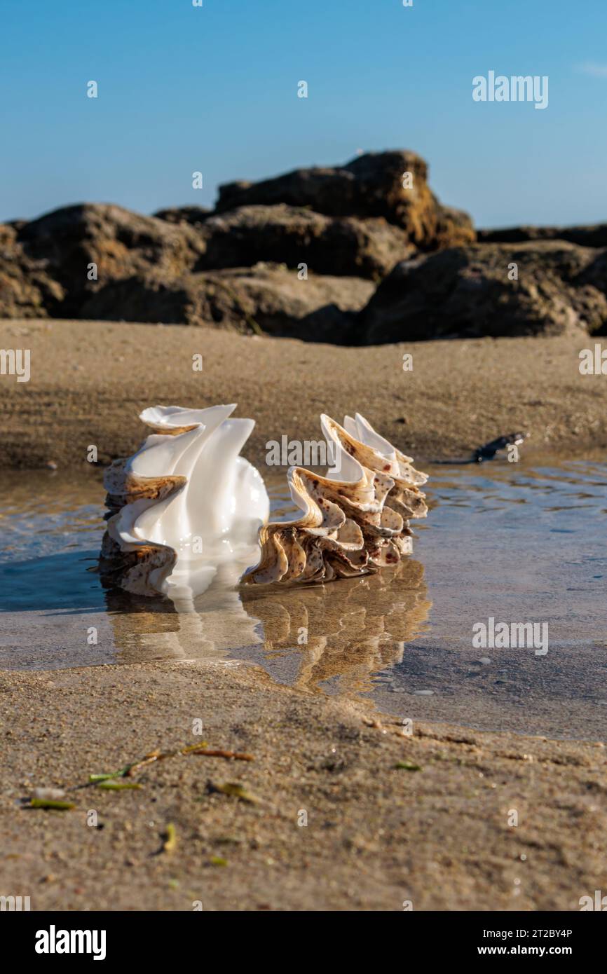 Muscheln im Wasser am Strand mit blauem Himmel Hintergrund. Stockfoto