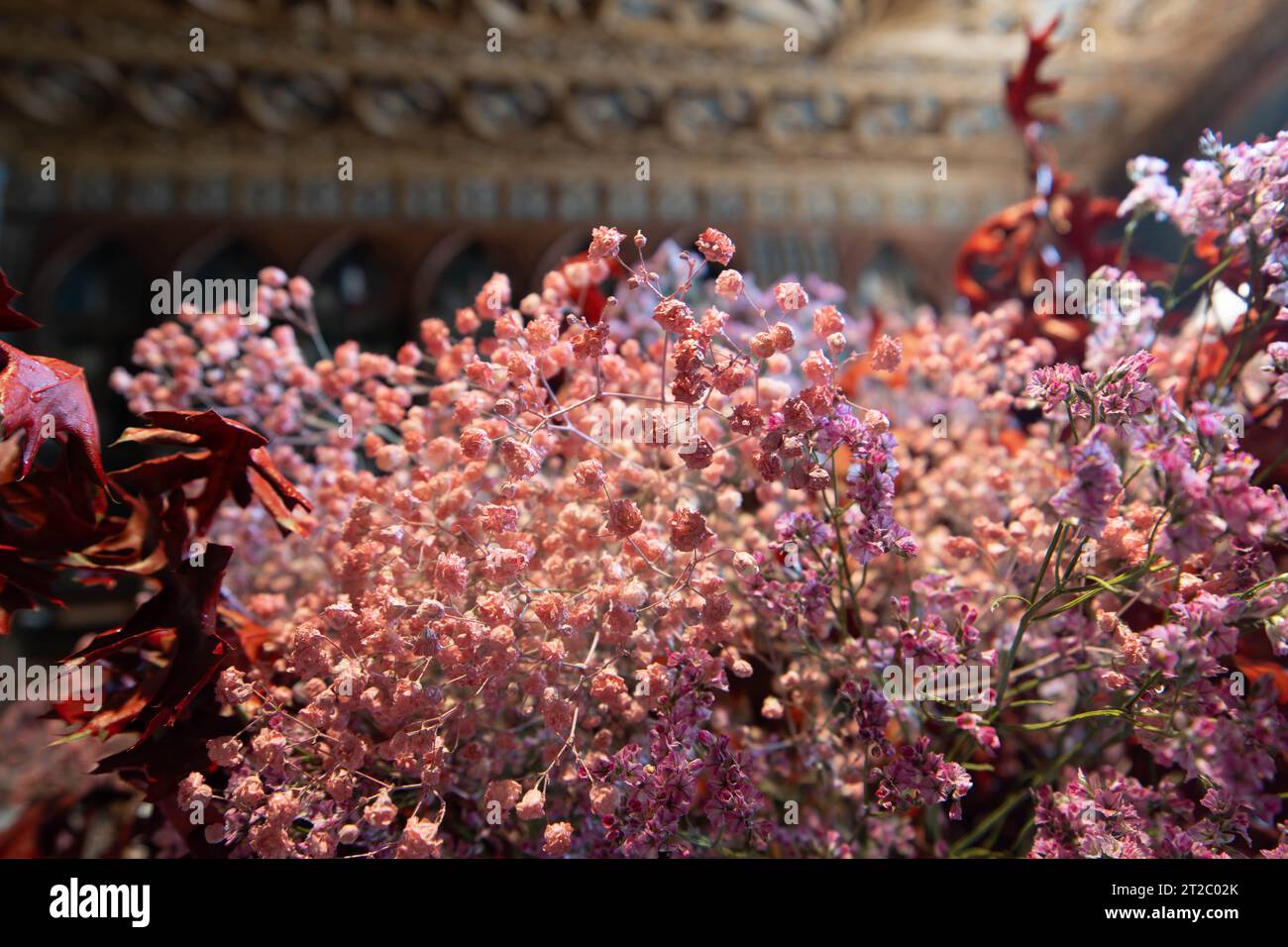 Leuchtend rosa Blumen blühen im Garten Stockfoto