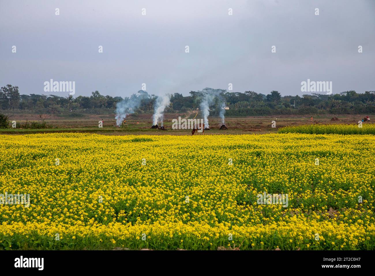 Verbrennung landwirtschaftlicher Abfälle - Smog und Verschmutzung. Schädliche Emissionen durch die Verbrennung von Heu und Stroh in landwirtschaftlichen Feldern. Chandpur, Bangladesch Stockfoto
