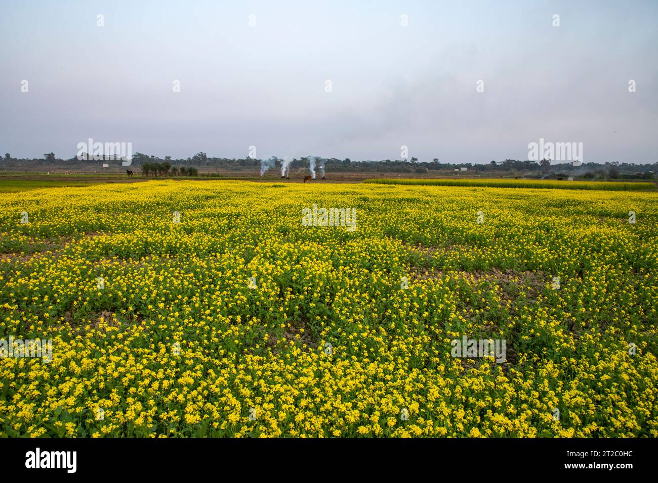 Verbrennung landwirtschaftlicher Abfälle - Smog und Verschmutzung. Schädliche Emissionen durch die Verbrennung von Heu und Stroh in landwirtschaftlichen Feldern. Chandpur, Bangladesch Stockfoto