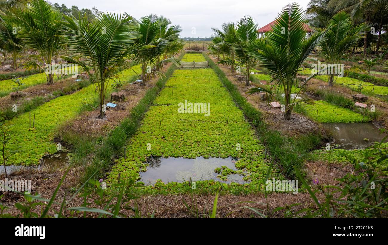 Schneckenzucht im Mekong-Delta, Vietnam Stockfoto