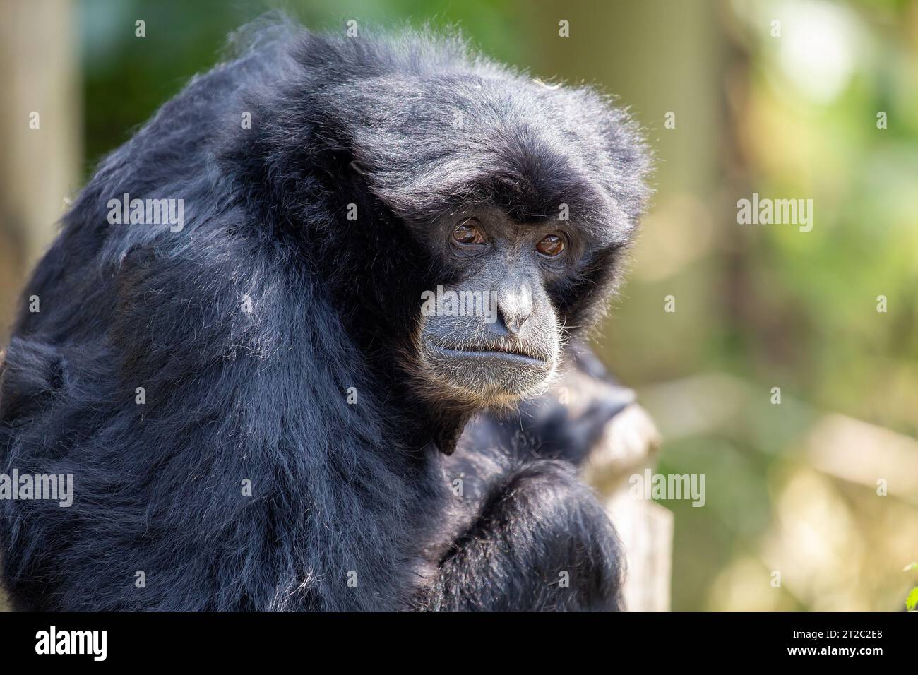 Der Siamang-Gibbon ist die größte Gibbon-Art, die in den Regenwäldern Südostasiens beheimatet ist. Er ist bekannt für sein schwarzes Fell, seine langen Arme und Beine und Stockfoto