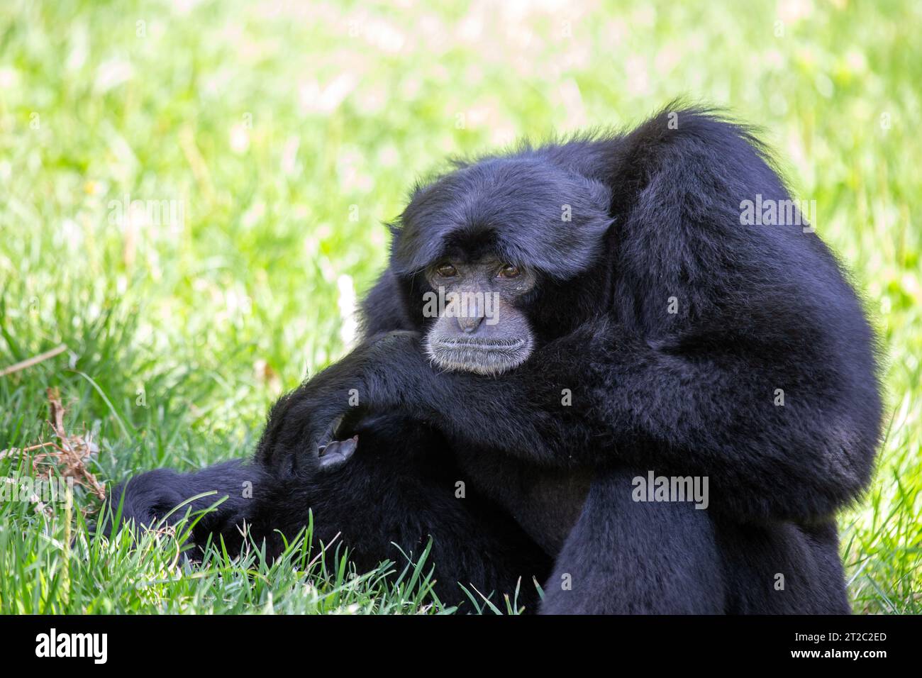 Der Siamang-Gibbon ist die größte Gibbon-Art, die in den Regenwäldern Südostasiens beheimatet ist. Er ist bekannt für sein schwarzes Fell, seine langen Arme und Beine und Stockfoto