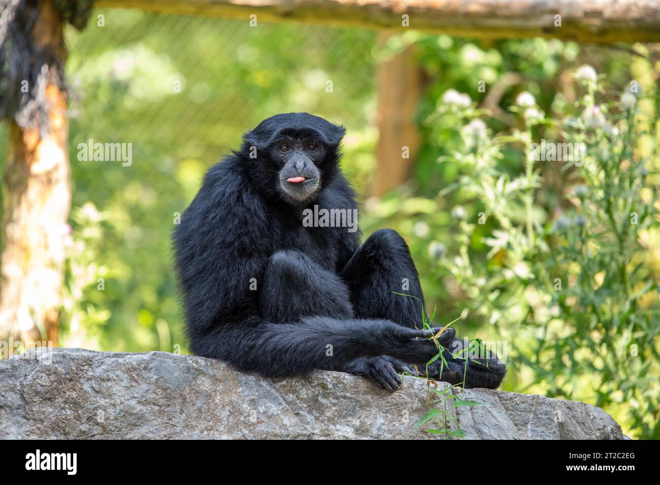 Der Siamang-Gibbon ist die größte Gibbon-Art, die in den Regenwäldern Südostasiens beheimatet ist. Er ist bekannt für sein schwarzes Fell, seine langen Arme und Beine und Stockfoto