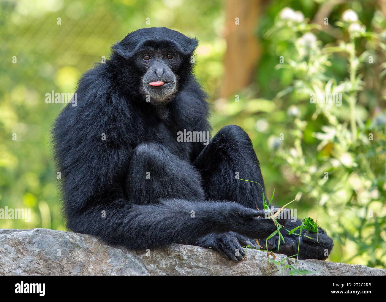 Der Siamang-Gibbon ist die größte Gibbon-Art, die in den Regenwäldern Südostasiens beheimatet ist. Er ist bekannt für sein schwarzes Fell, seine langen Arme und Beine und Stockfoto