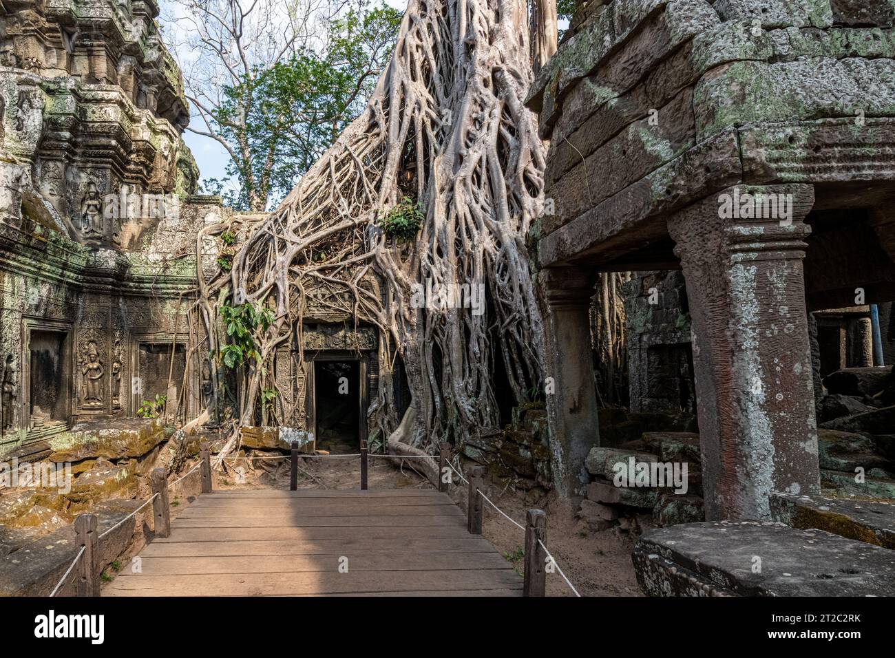 TA Prohm Tempel, wie in Tomb Raider und Indiana Jones, Siem Reap, Kambodscha verwendet Stockfoto