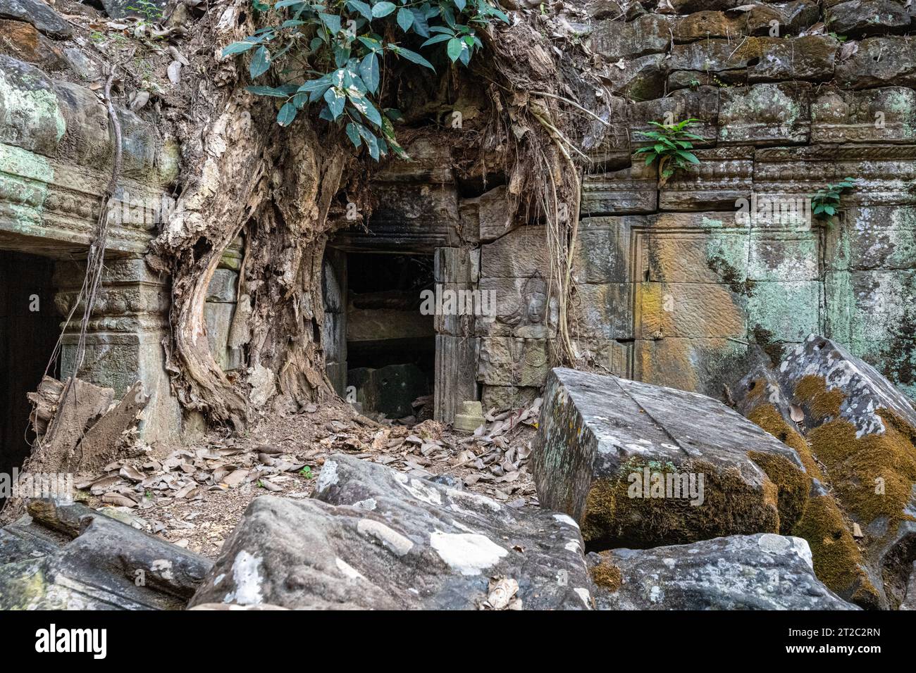 TA Prohm Tempel, wie in Tomb Raider und Indiana Jones, Siem Reap, Kambodscha verwendet Stockfoto