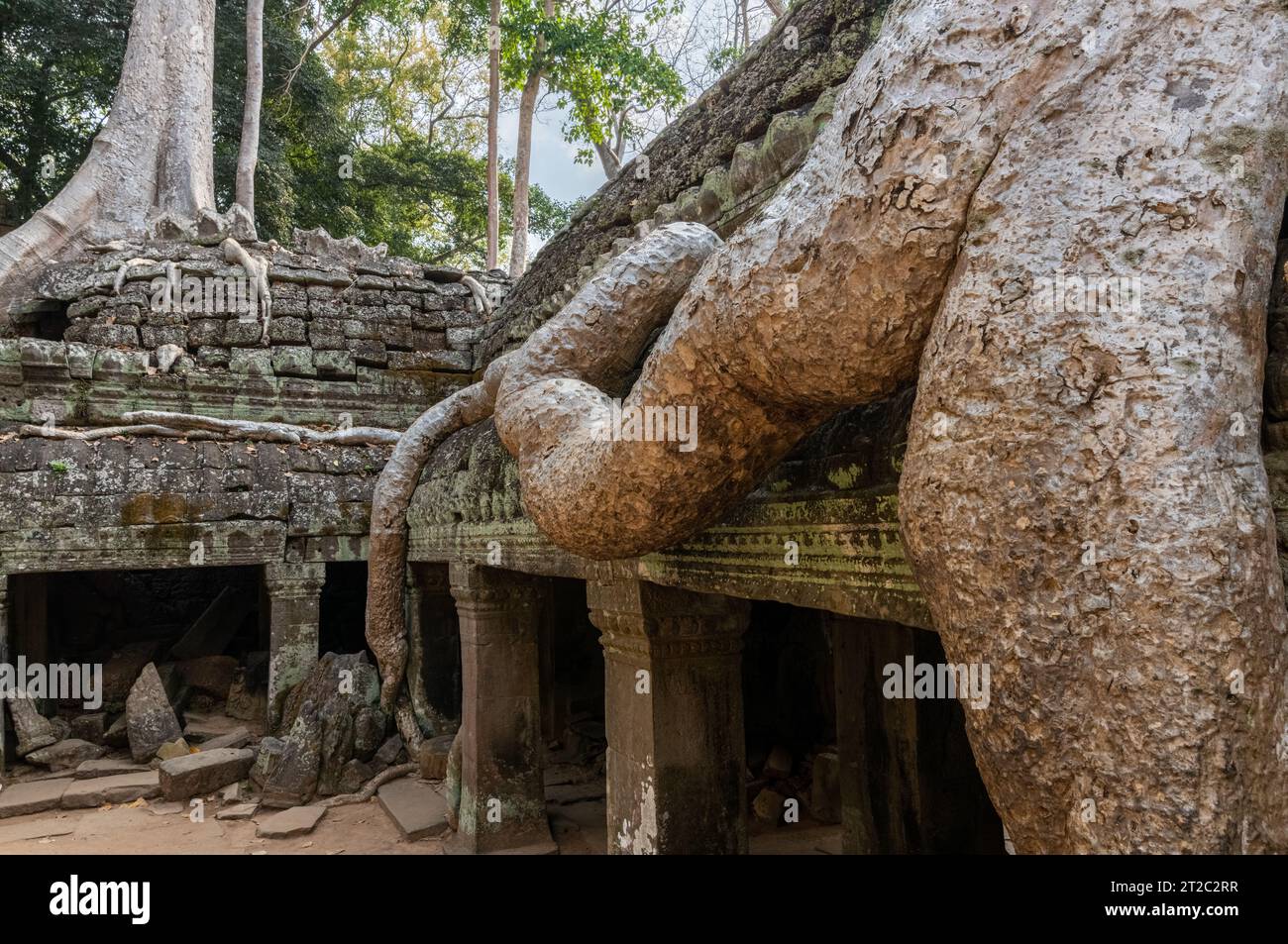 TA Prohm Tempel, wie in Tomb Raider und Indiana Jones, Siem Reap, Kambodscha verwendet Stockfoto