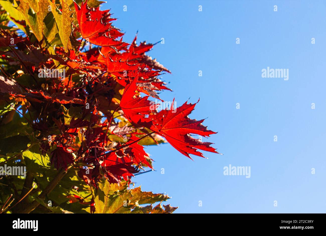 Bunte rote und grüne Blätter eines norwegischen Ahornbaums im Herbst. Bunte Herbstblätter vor blauem Himmel. Stockfoto