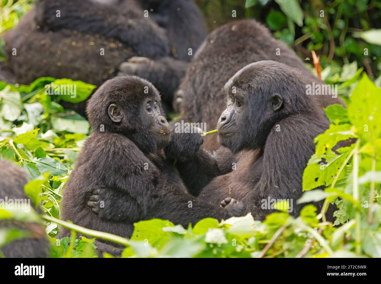 Mama und Baby Gorilla füttern im Wald im Bwindi Inpenetrable Forest National Park in Uganda Stockfoto