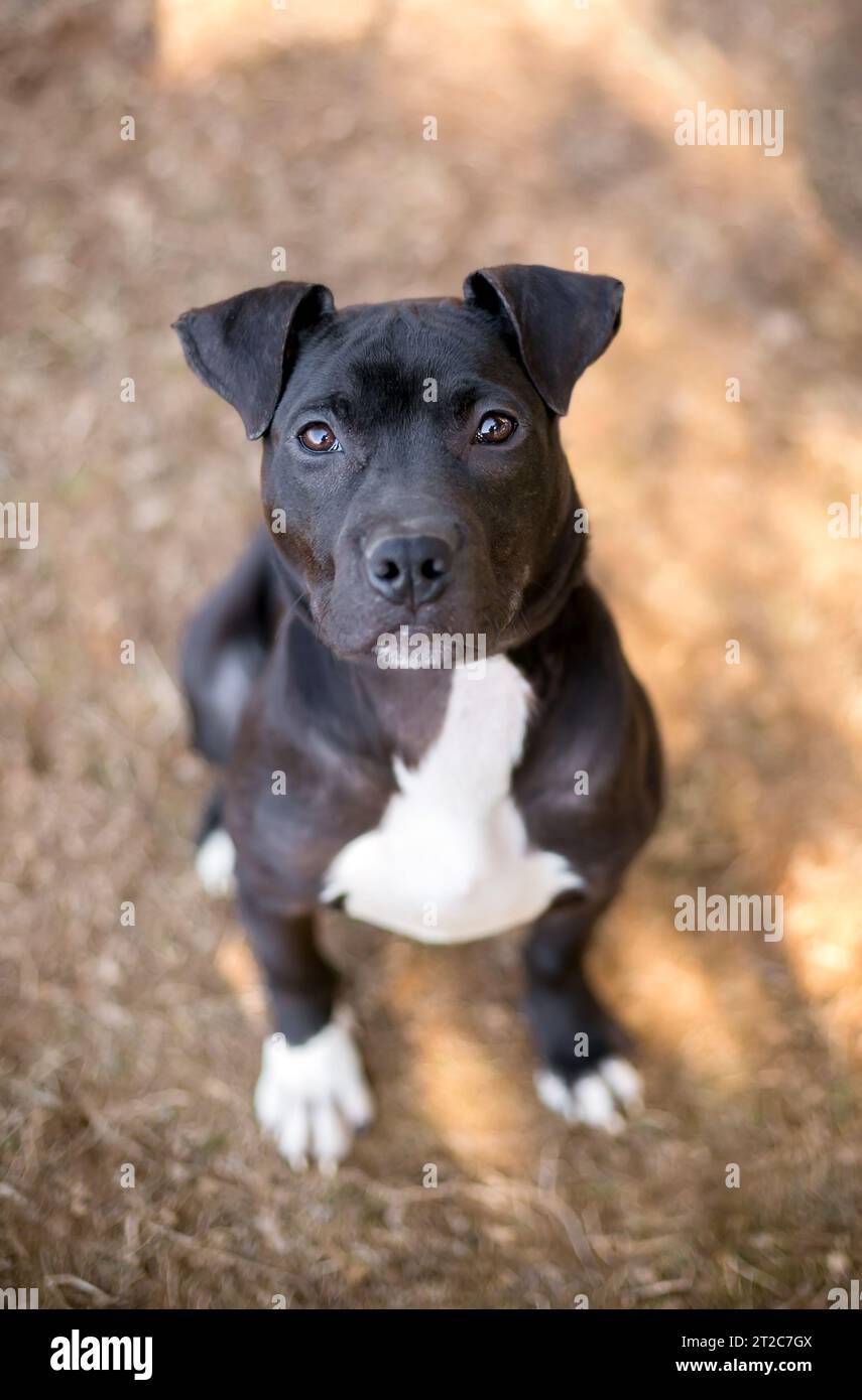 Ein junger schwarz-weißer Pit Bull Terrier Mischhund mit schlampigen Ohren, der in die Kamera blickt Stockfoto