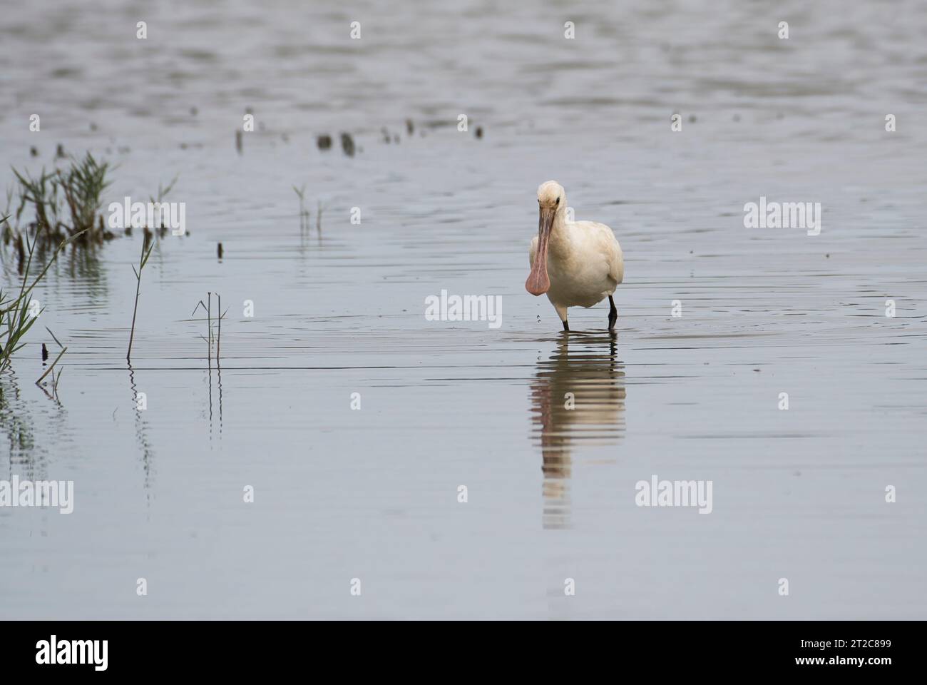 Eurasischer Löffelschnabel (Platalea leucorodia). Der pinkfarbene Schein kennzeichnet dieses Individuum als Jugendlicher Stockfoto