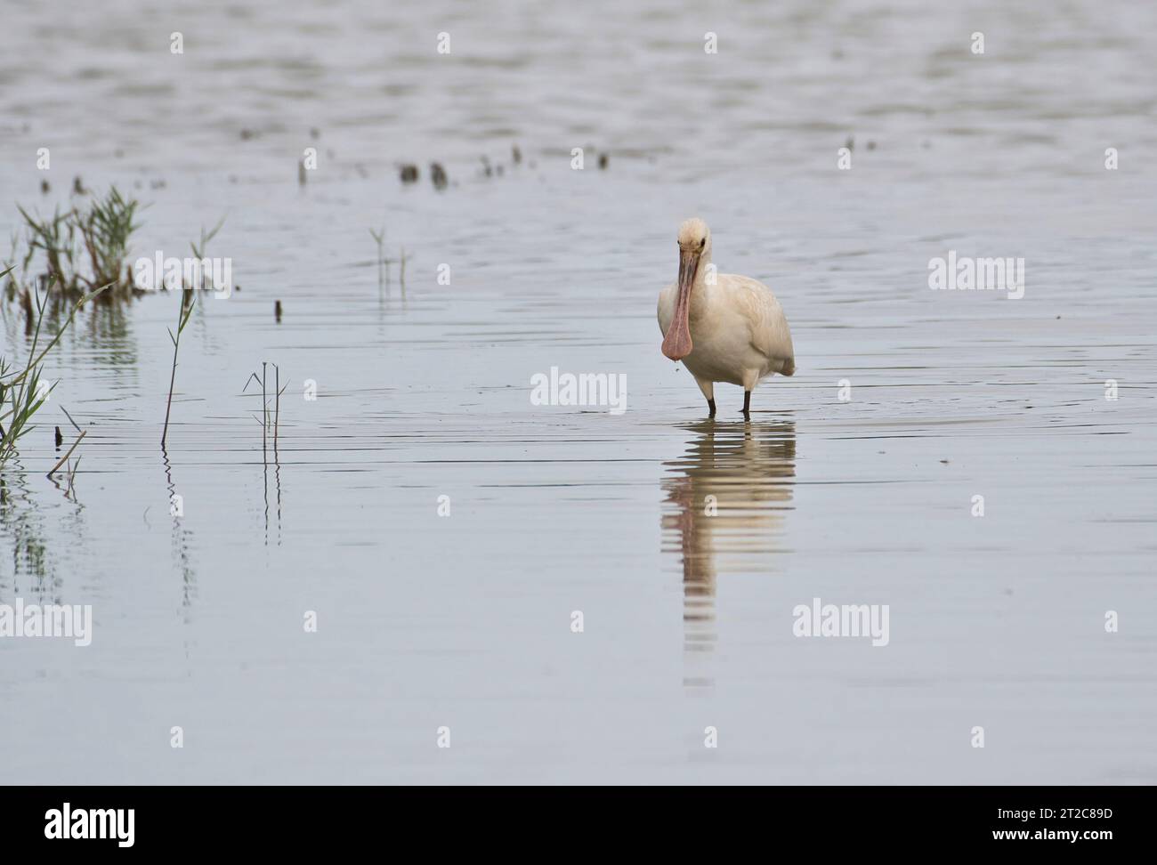 Eurasischer Löffelschnabel (Platalea leucorodia). Der pinkfarbene Schein kennzeichnet dieses Individuum als Jugendlicher Stockfoto