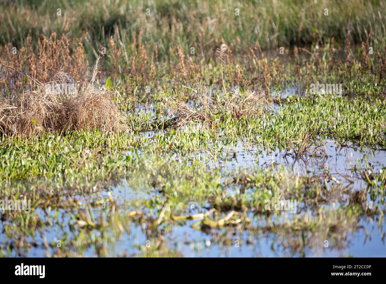 Grüne Wasserpflanzen, Wasser und braune Gräser, die in einem Entenlager wachsen Stockfoto