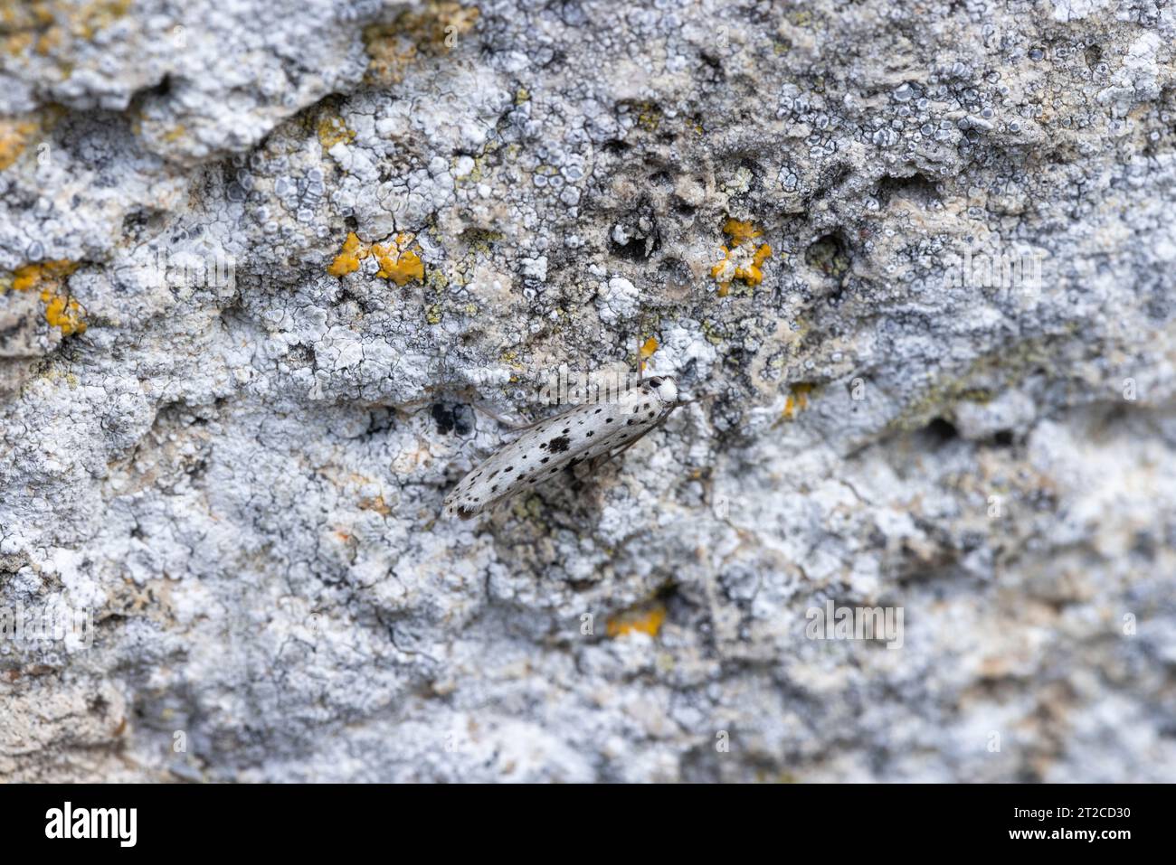 Schwarzer Hermelin Yponomeuta plumbella, Imago ruht an der Wand, Mudgley, Somerset, Großbritannien, Juli Stockfoto