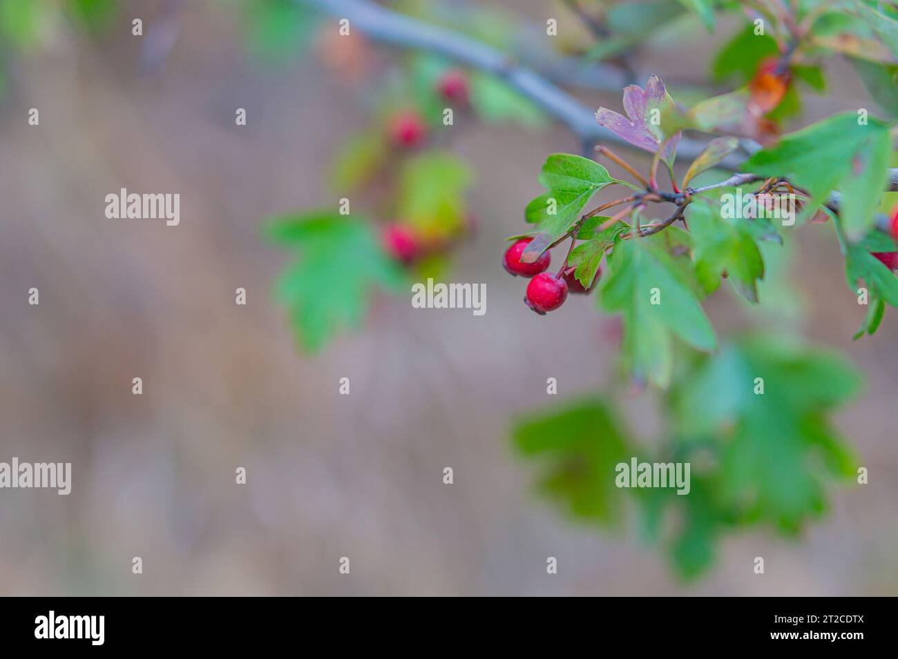 Hagebuttennaht an den Zweigen eines Busches. Reife Hüften wachsen im Garten. Rote Rosenhüften von Hunderose. Rosa canina, allgemein bekannt als die Hunderose, ist eine Stockfoto