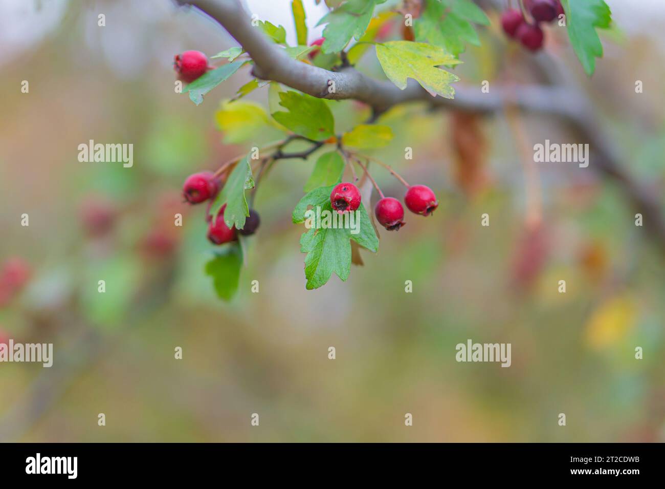 Hagebuttennaht an den Zweigen eines Busches. Reife Hüften wachsen im Garten. Rote Rosenhüften von Hunderose. Rosa canina, allgemein bekannt als die Hunderose, ist eine Stockfoto