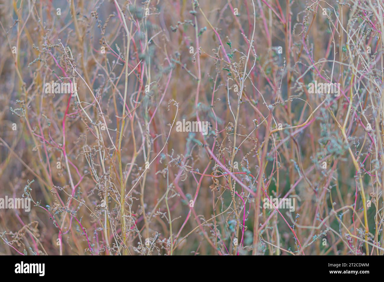 Makro eines grauen Baumes ohne Laub mit trockenen, dünnen Ästen. Herbst, Frühlingszeit. Nahaufnahme eines strukturierten Busches. Abstrakter, natürlicher Hintergrund einer roug Stockfoto