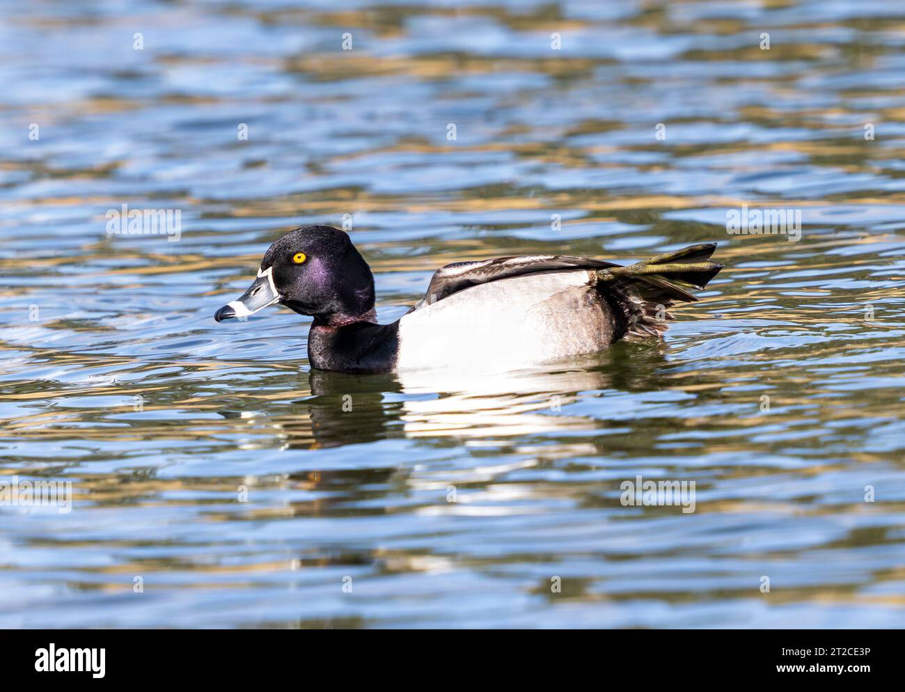 Eine Ente mit Ringhalsausschnitt und schöner Kopffarbe, die seinen gesponnenen Fuß zeigt, während er sich beim Schwimmen in einem See ausdehnt. Stockfoto