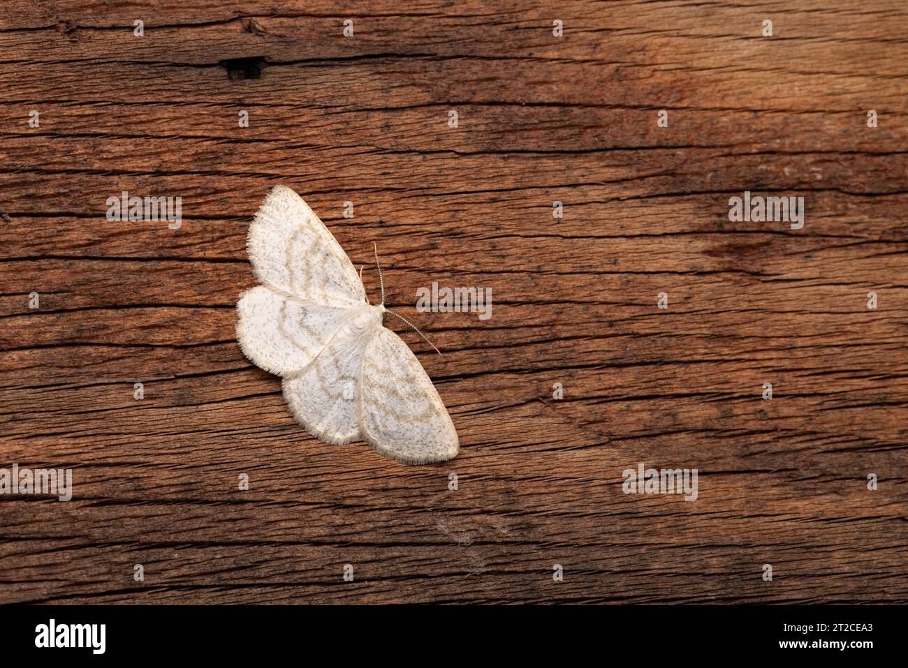 Common Wave Cabera exanthemata, Imago Rasting, Weston-Super-Mare, Somerset, UK, August Stockfoto