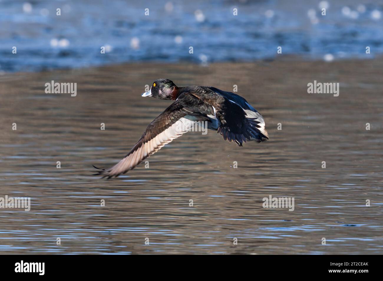 Eine Ente mit Ringhals fliegt über einem winterlichen See in Colorado. Nahansicht. Stockfoto