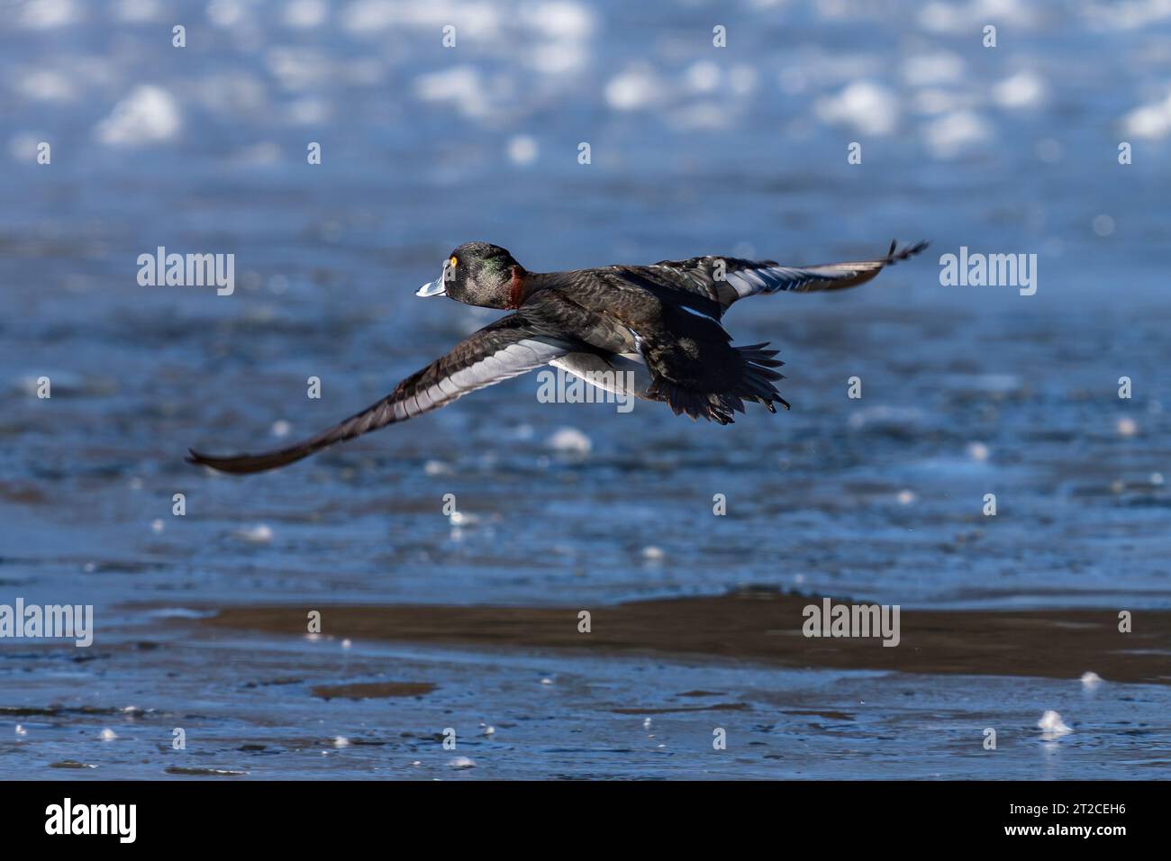 Eine Ringhals-Ente mit wunderschönen Kopffarben, die im Winter mit offenen Flügeln über einem eisblauen See fliegt. Stockfoto