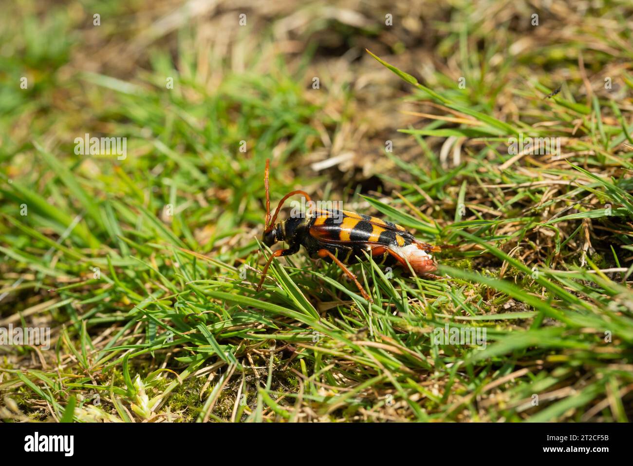 Leptura aurulenta mit goldenen Haaren, erwachsenes Weibchen mit Eiern, Exmoor-Nationalpark, Somerset, Großbritannien, Juli Stockfoto