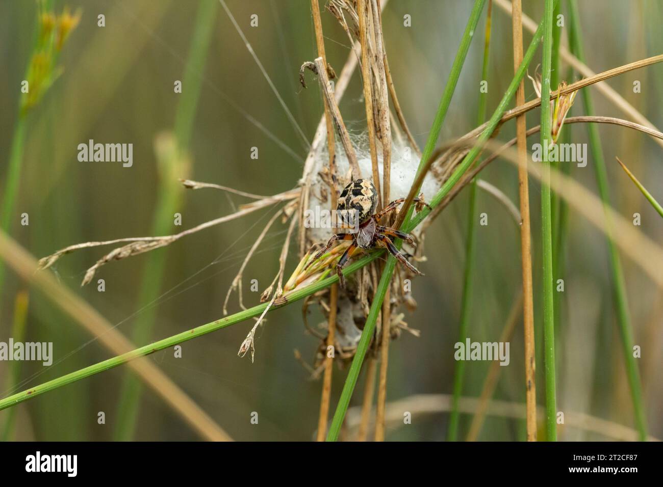 Furchenspinne Larinioides cornutus, erwachsenes Schutznetz in Poolvegetation, Forest of Dean, Gloucestershire, Großbritannien, Juni Stockfoto