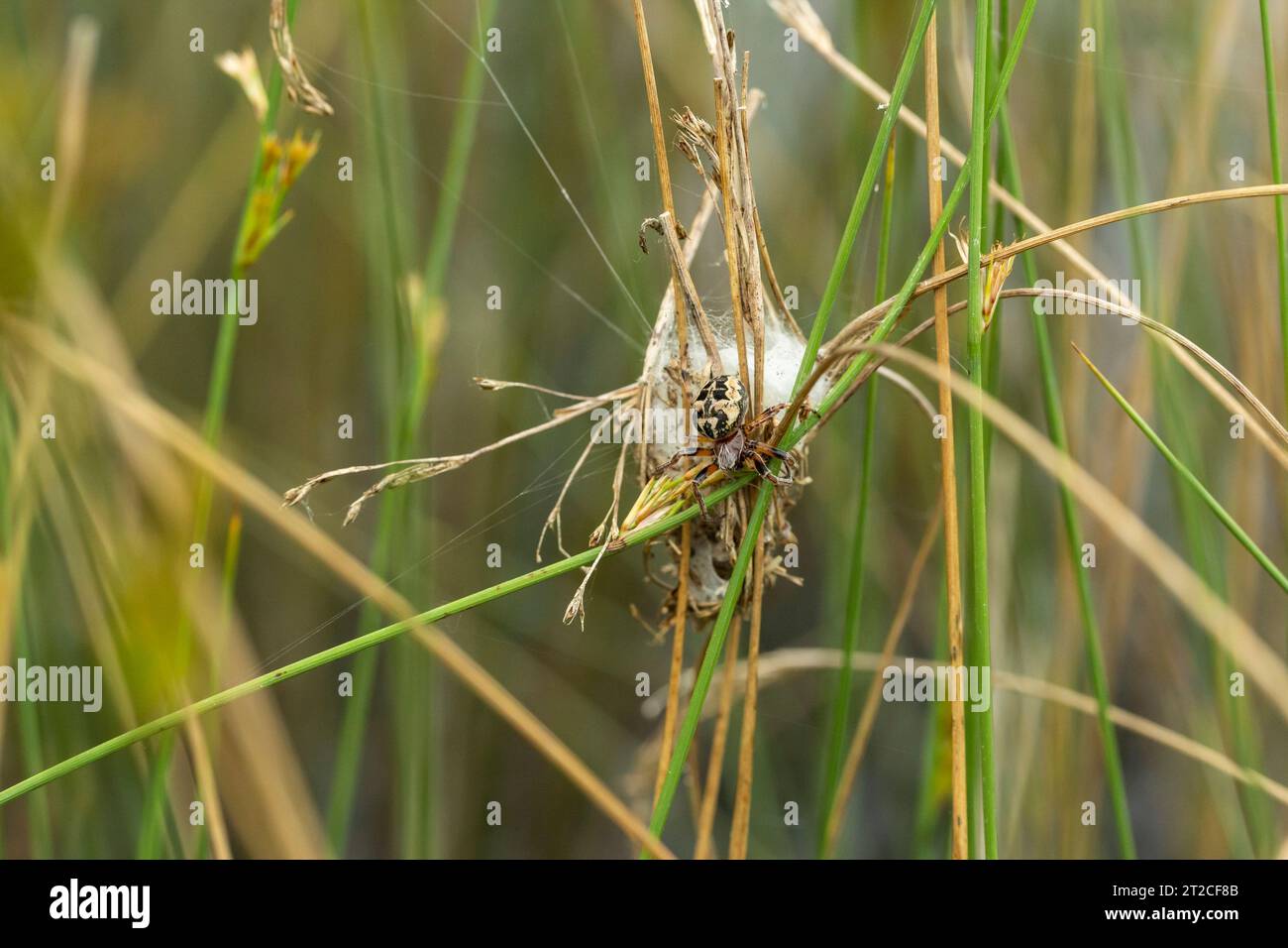 Furchenspinne Larinioides cornutus, erwachsenes Schutznetz in Poolvegetation, Forest of Dean, Gloucestershire, Großbritannien, Juni Stockfoto