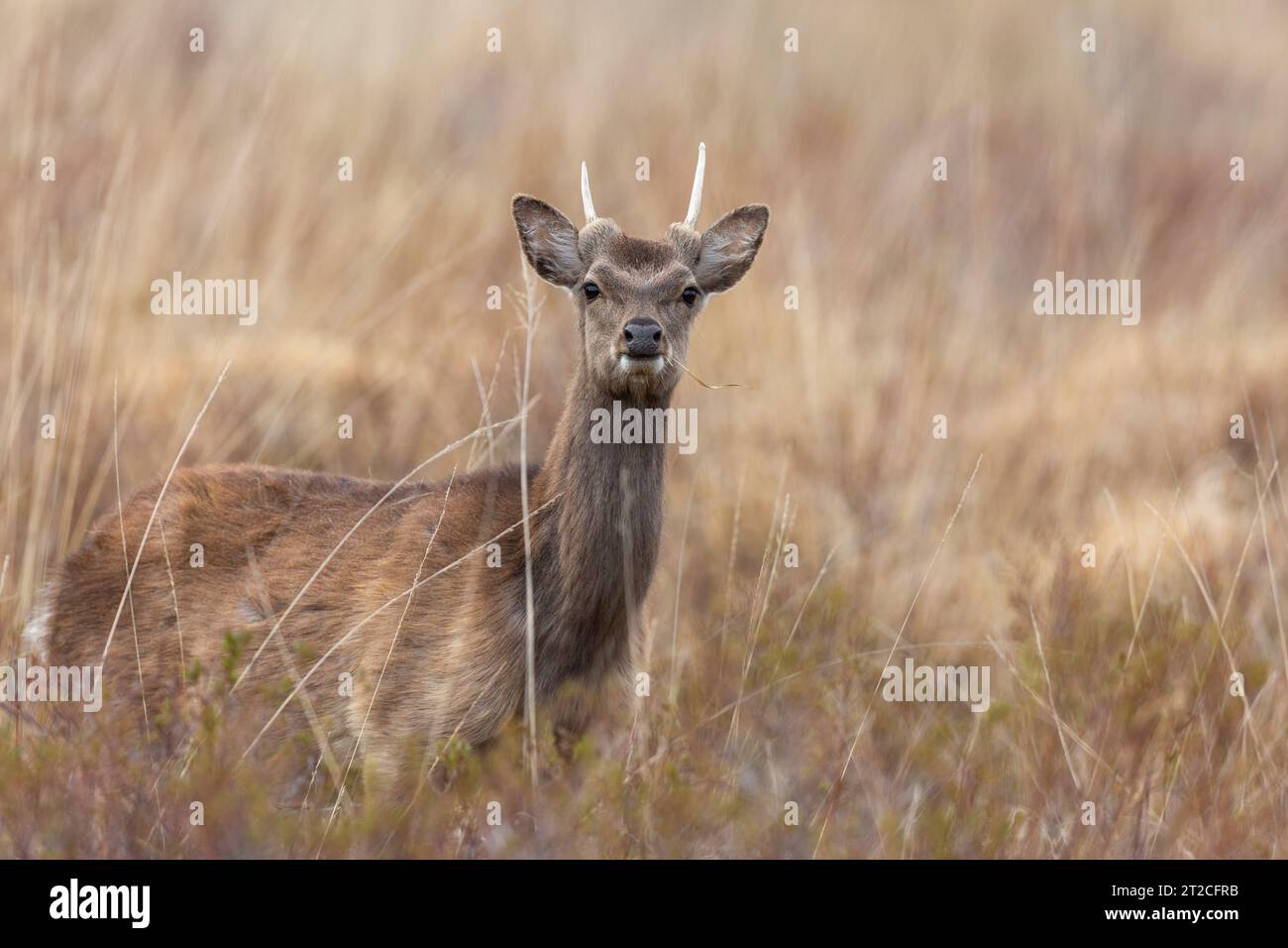 Sika Hirsch Cervus nippon, unreifer Rüde in Heidegebieten, Studland, Dorset, Großbritannien Stockfoto