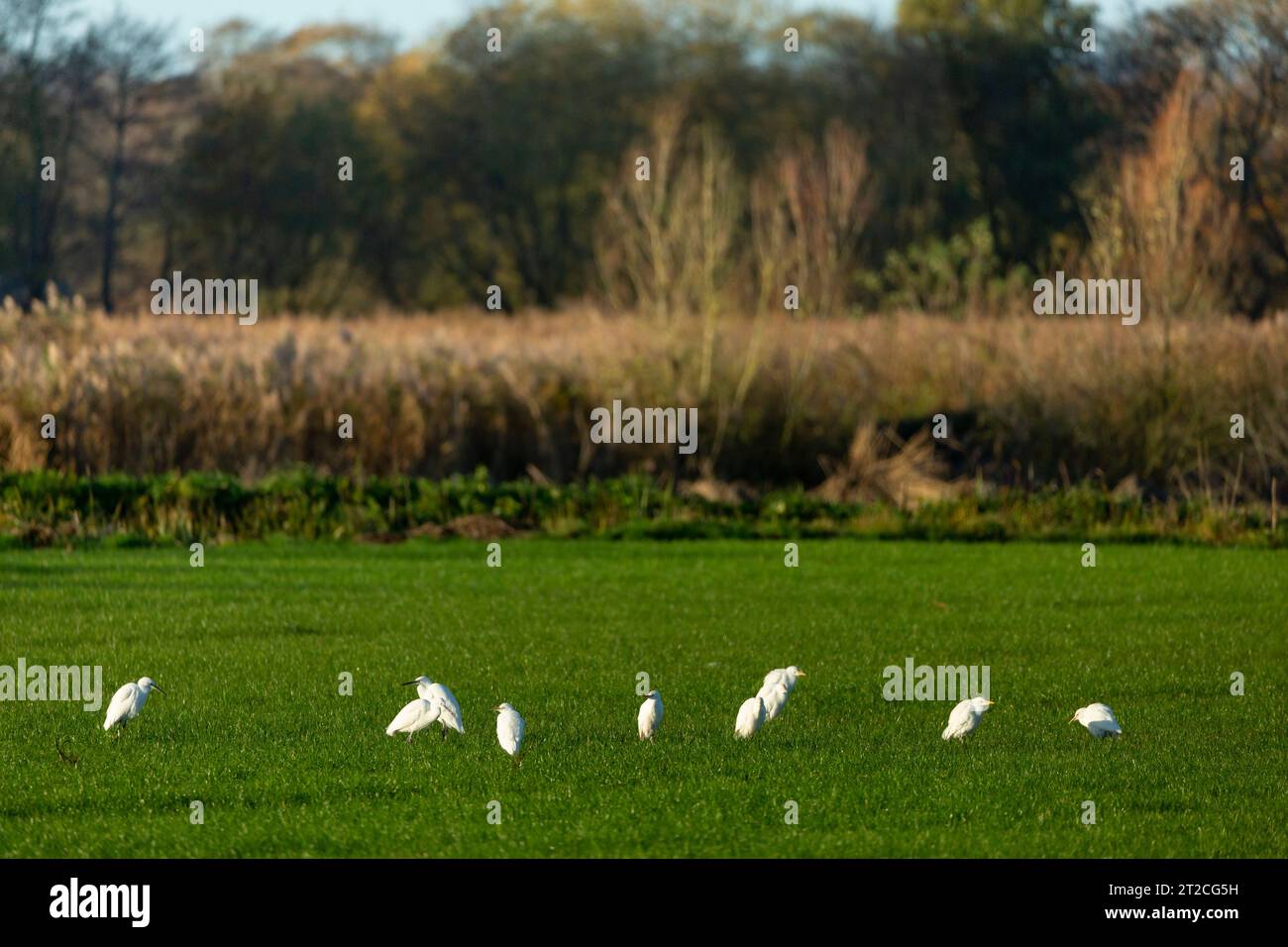 Westlicher Rinderreiher Bubulcus ibis, Herde auf Farmland, Westhay, Somerset, Großbritannien, November Stockfoto