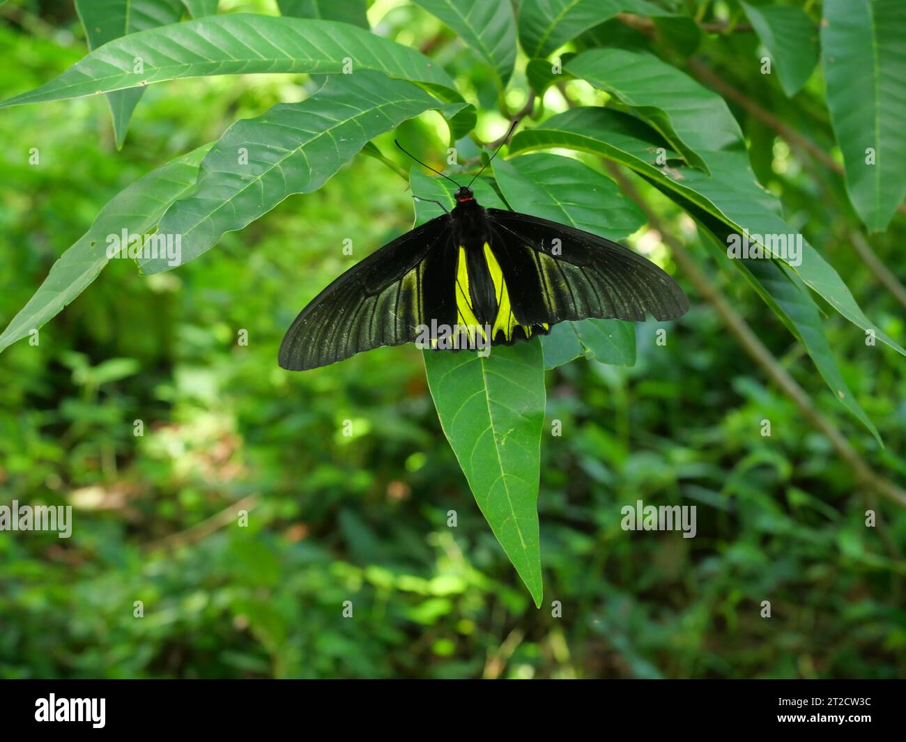 Der männliche goldene Vogelflügel ( Troides aeacus ) Schmetterling, gelb und grau gestreift auf schwarzen Flügeln von bunten tropischen Insekten auf grünem Blatt gefleckt Stockfoto