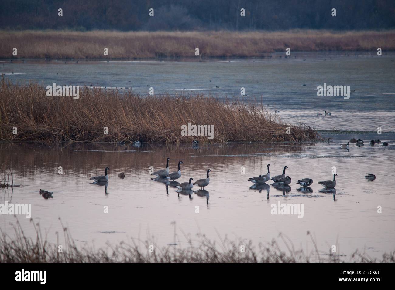 Lois-Bohrung Stockfoto