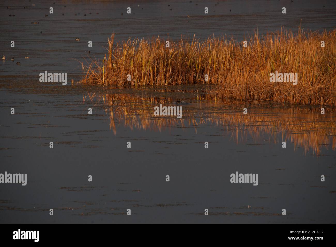 Lois-Bohrung Stockfoto