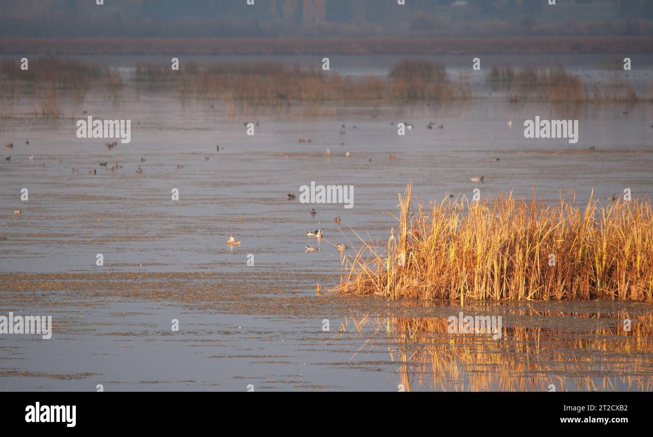 Lois-Bohrung Stockfoto