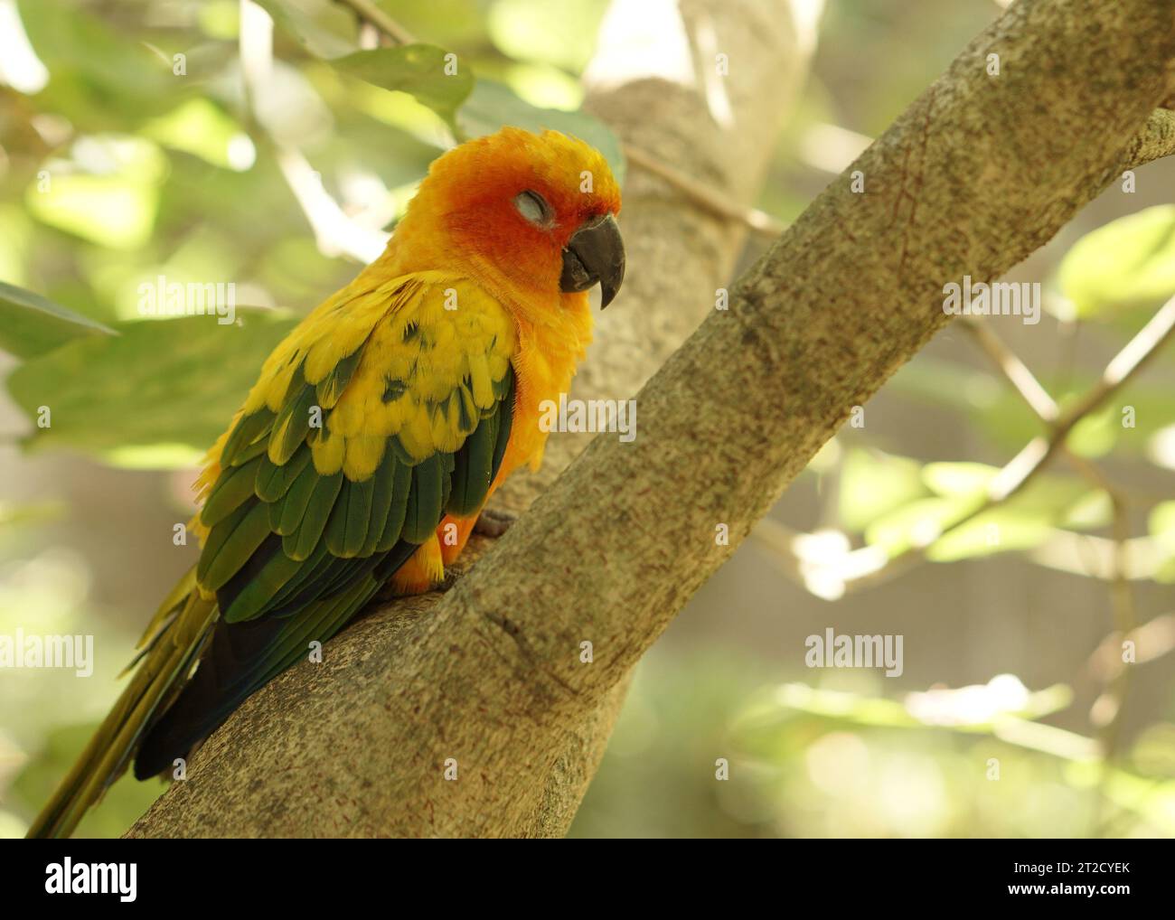 Niedlicher gelber Sonnenkonure-Vogel schläft auf dem Ast in der großen Volierenkuppel im Vogelpark Stockfoto