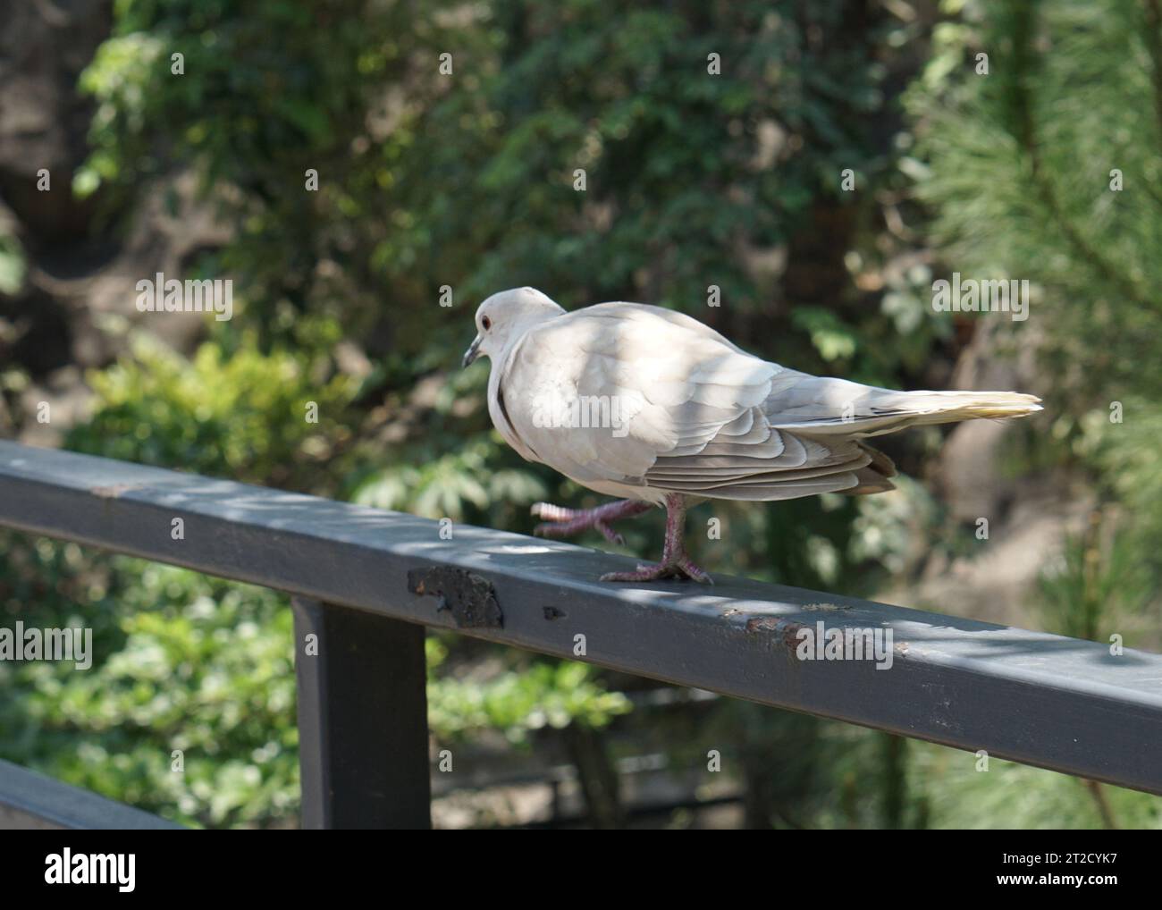 Wunderschöne gestreifte Tauben stehen auf einem Zaun in einem großen botanischen Garten in der Volierenkuppel Stockfoto