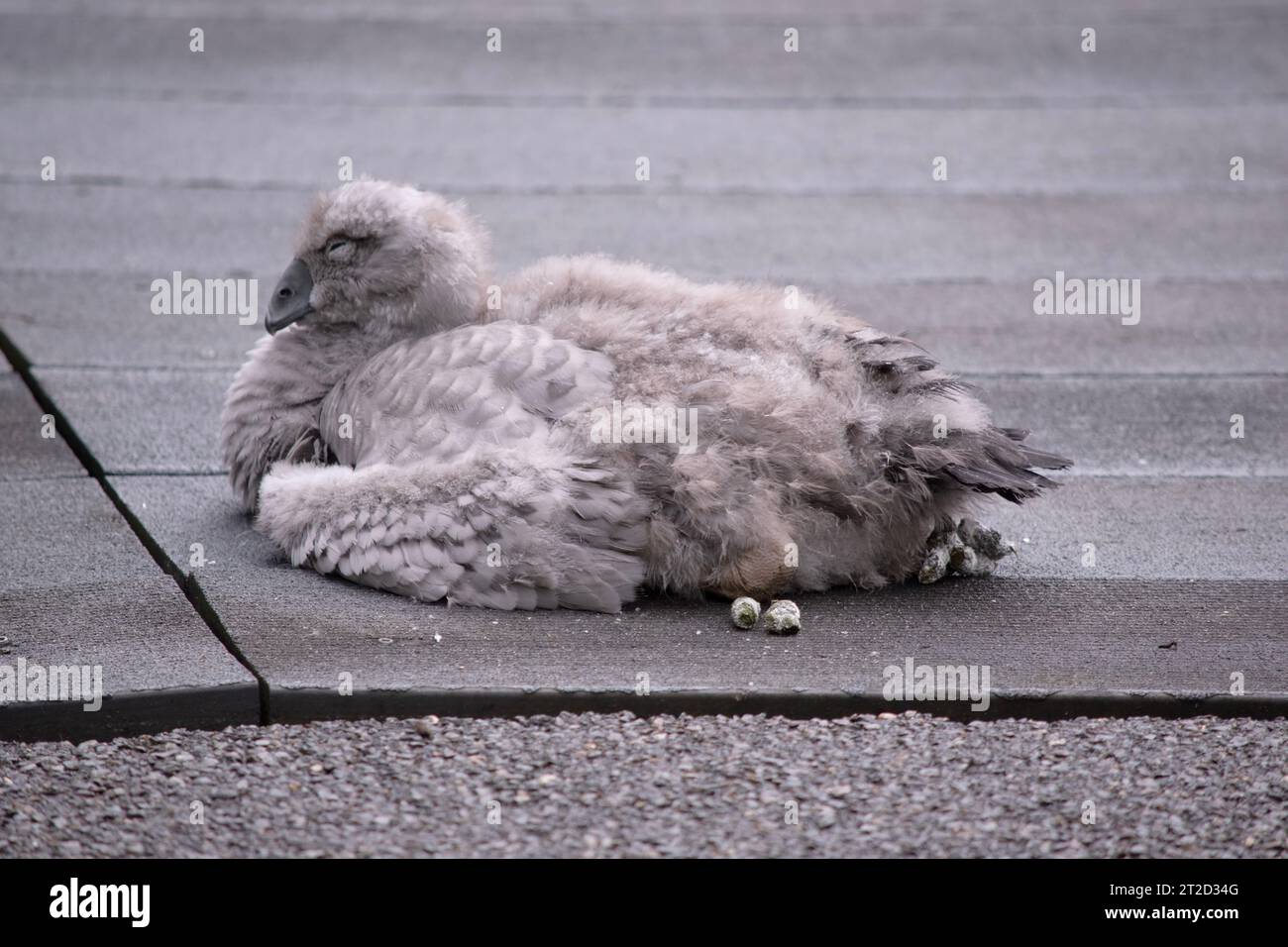 Der kap-Unfruchtbarsch ruht sich aus Stockfoto
