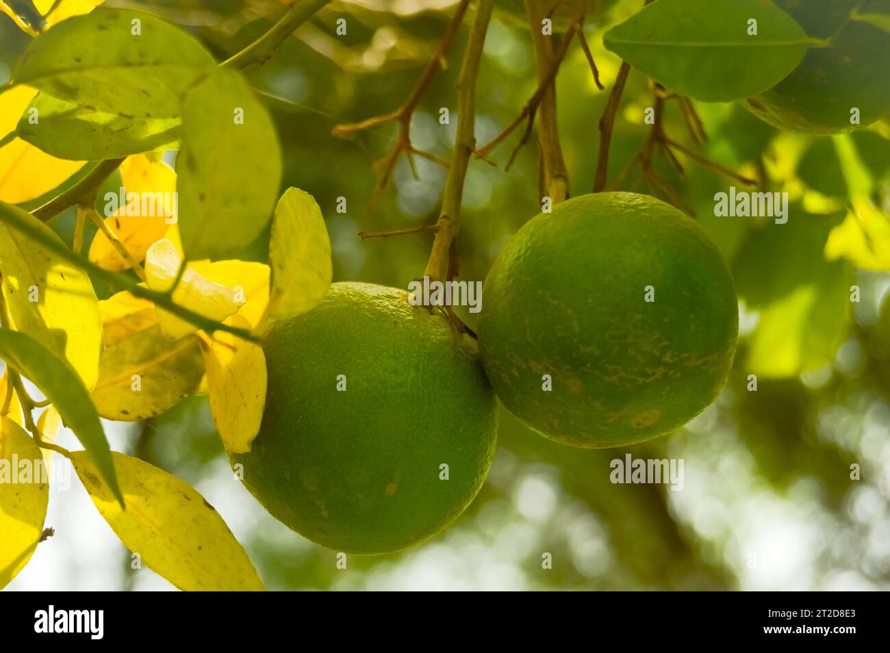 Grüne Pomelo-Frucht hängt am Zweig. Zitrusfrüchte. Lindenbaum mit Früchten Nahaufnahme. Gesunde Calamansi oder Calamondin Nahaufnahme. pani Dodam. Zitruslimette Stockfoto