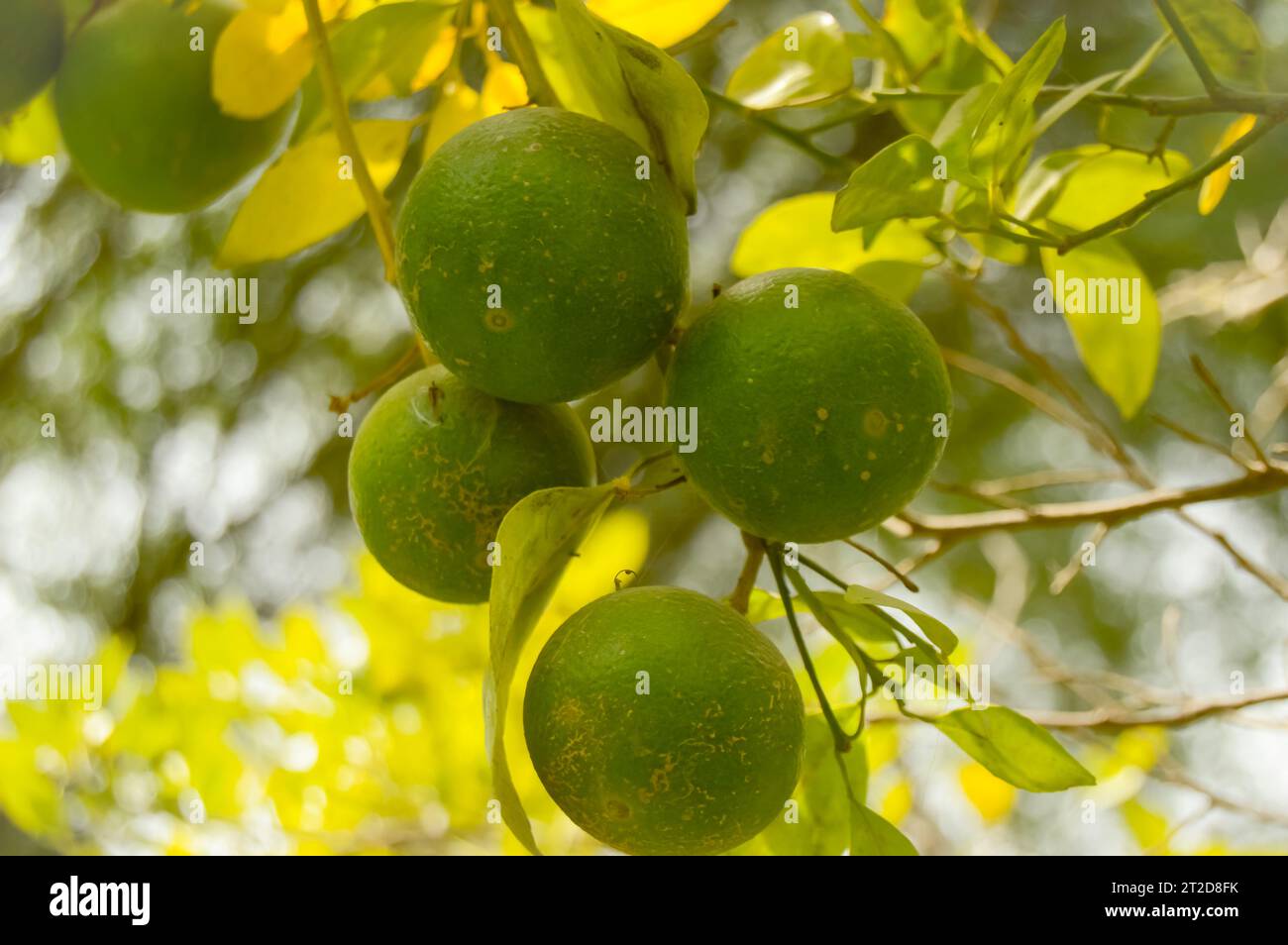 Grüne Pomelo-Frucht hängt am Zweig. Zitrusfrüchte. Lindenbaum mit Früchten Nahaufnahme. Gesunde Calamansi oder Calamondin Nahaufnahme. pani Dodam. Zitruslimette Stockfoto