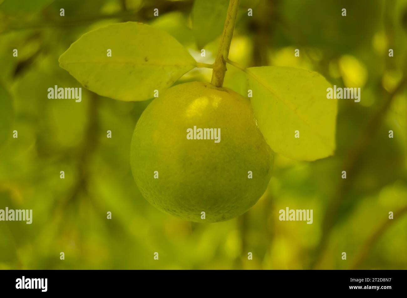 Grüne Pomelo-Frucht hängt am Zweig. Zitrusfrüchte. Lindenbaum mit Früchten Nahaufnahme. Gesunde Calamansi oder Calamondin Nahaufnahme. pani Dodam. Zitruslimette Stockfoto