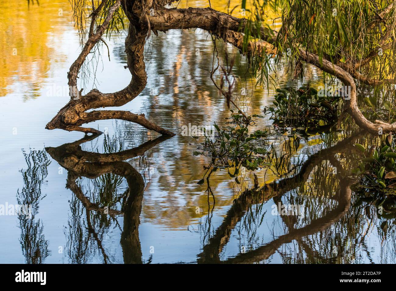 Ross River in Townsville, North Queensland, QLD, Australien Stockfoto