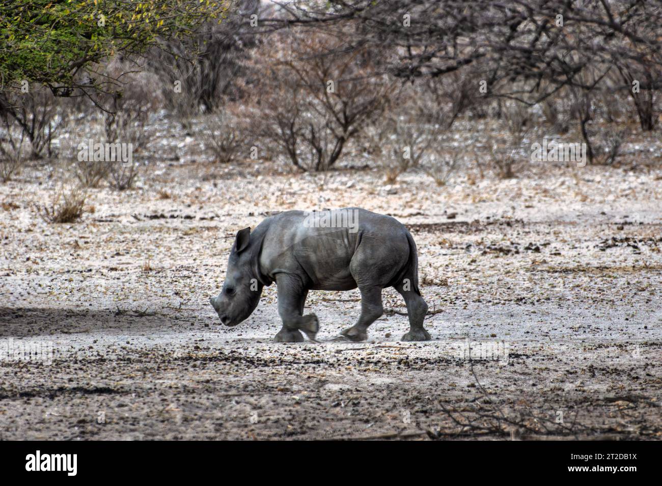 nashorn-Baby-Kalb geht allein in der Savanne, Akazienbäume im Hintergrund Stockfoto